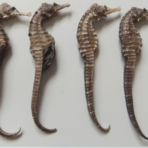 dry seahorse for sale