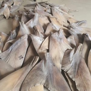 dried shark fins for sale